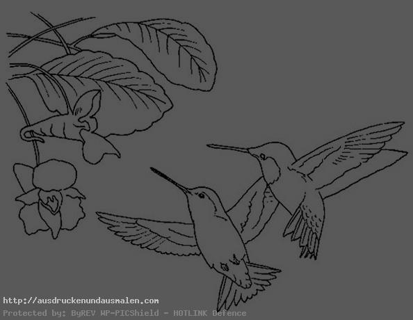 kolibri zum ausmalen